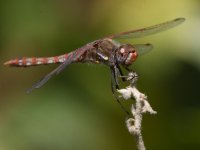 DragonFly4.jpg
