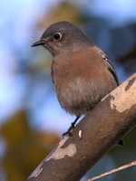 Bluebird.jpg