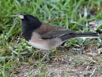 Junco.jpg