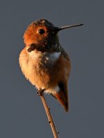 Hummer.jpg