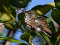 Hummer6.jpg