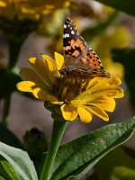 PaintedLady3.jpg
