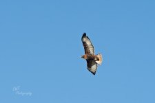 10-12-21-CR-_D502499-ON1.jpg