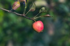 Orchard2.jpg