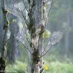 Spider Web-42.jpg