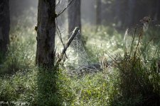 Spider Web-41.jpg