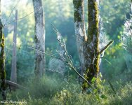Spider Web with Bird-45.jpg