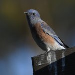 Bluebird.jpg