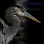 BlueHeron3.jpg