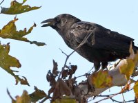 Crow.jpg