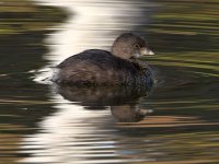 Grebe2.jpg