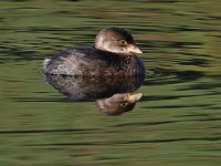 Grebe6.jpg