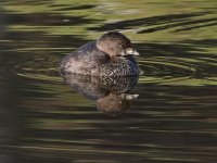 Grebe7.jpg