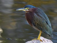 GreenHeron.jpg