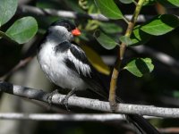 Whydah3.jpg