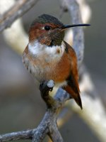 Hummer6.jpg