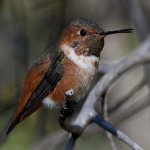 Hummer17.jpg