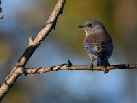 Bluebird3.jpg