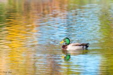 NegativeSpaceDuck-11.jpg