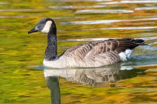 GooseAutumn-12.jpg