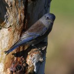 Bluebird.jpg
