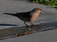 Finch2.jpg