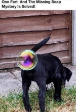 Bubble.png