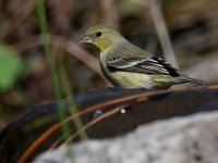 Goldfinch.jpg