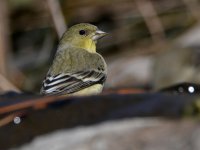 Goldfinch3.jpg