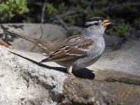 Sparrow4.jpg
