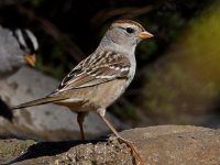 Sparrow6.jpg