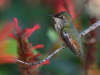 Hummer4.jpg