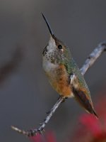 Hummer8.jpg