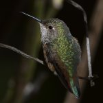 Hummer13.jpg