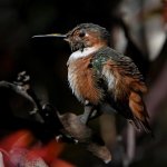 Hummer24.jpg