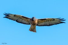 SharpShinnedFlight-15.jpg
