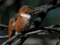 Hummer33.jpg