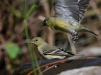 Goldfinch2.jpg
