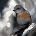 Bluebird8.jpg