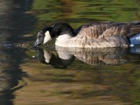 Goose.jpg