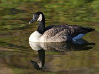Goose3.jpg