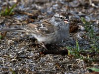 Sparrow3.jpg