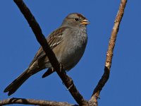 Sparrow9.jpg