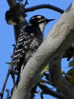 Woodpecker.jpg