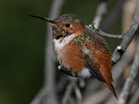 Hummer4.jpg