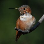 Hummer10.jpg