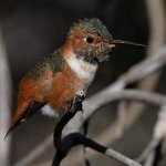 Hummer27.jpg