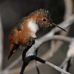 Hummer28.jpg