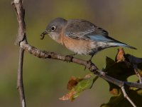 Bluebird3.jpg
