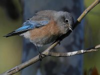Bluebird9.jpg